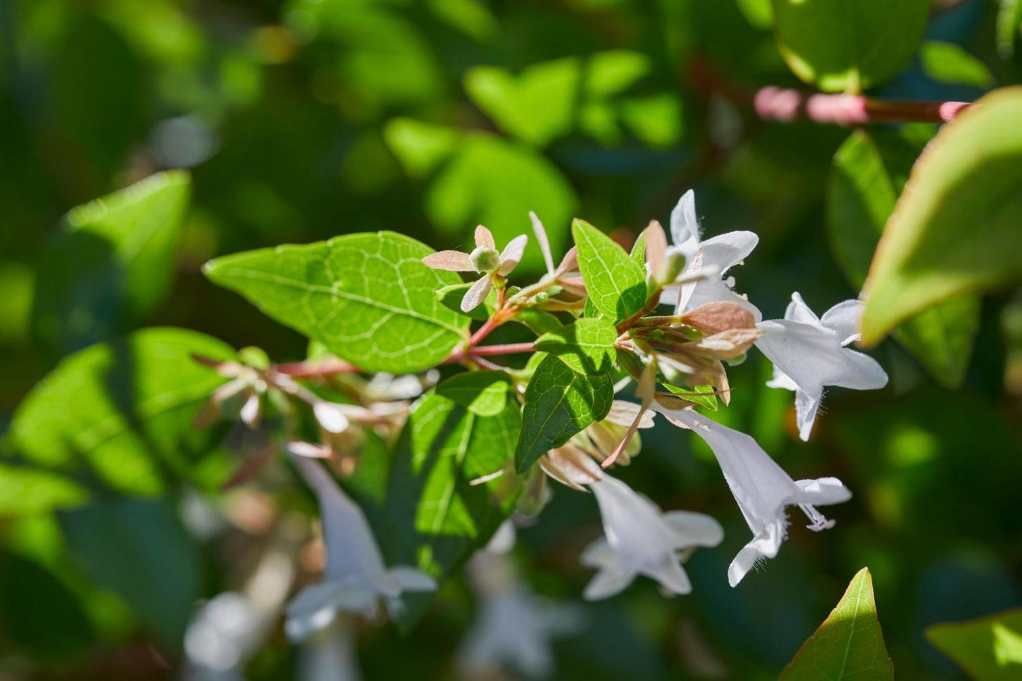 Отель Mandarin Oriental, Сантьяго Экстерьер фото Flowering honeysuckle